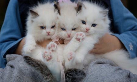 Fun facts about cats - A person hand holding three white kittens.