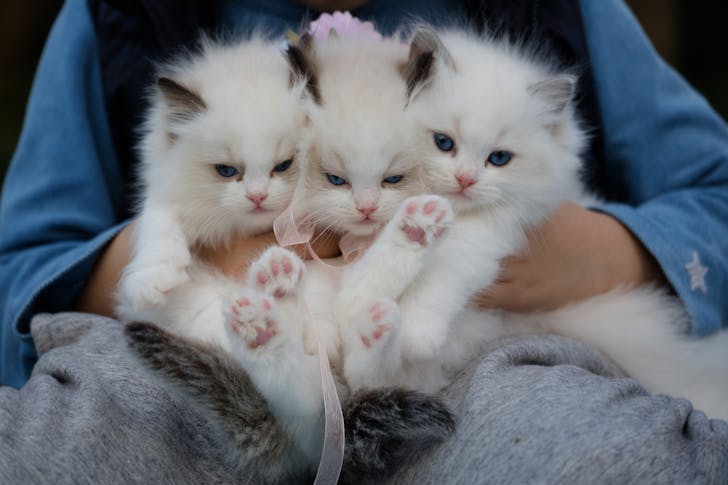 Fun facts about cats - A person hand holding three white kittens.