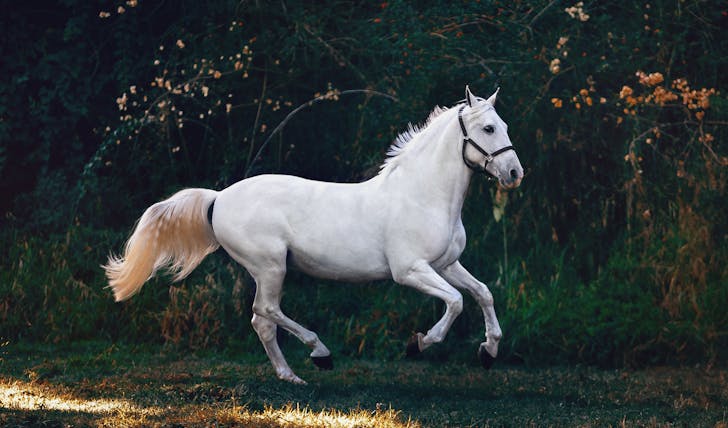 Interesting fun facts about horses