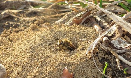 How to get rid of ground bees.